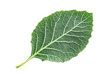 Detailed Close up of a Vibrant Green Leaf Isolated on Black Background Showing Intricate Veins and Texture
