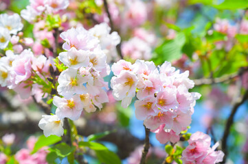 pink cherry blossom