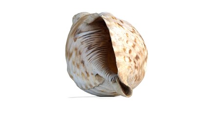 sea shell on white background