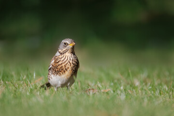 A close-up of Fieldfare stands in the green grass on a sunny spring day and looks toward the camera lens.
