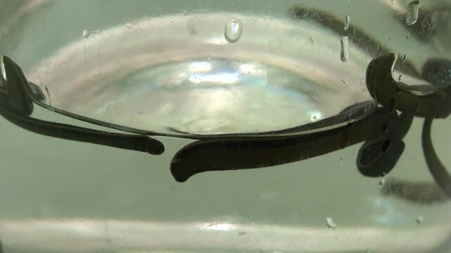Medicinal leeches in glass jar on gray background. Hirudotherapy. Medical leeches in water before therapy. 
