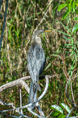 anhinga bird