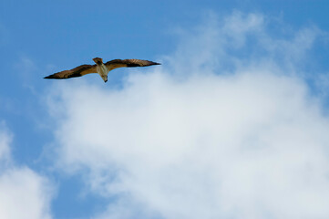 osprey in flight