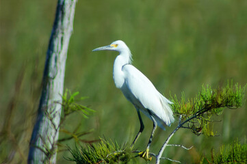 snowy egret