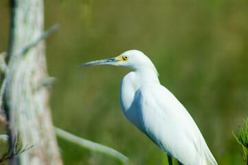 Fototapeta premium snowy egret in a tree