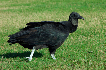 black vulture walking in a field