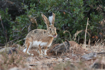 hare, rabbit, hunt