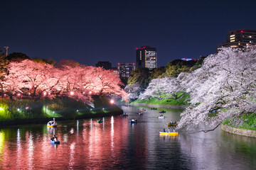 東京都千代田区 春の千鳥ヶ淵 夜桜