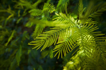 Hojas de helecho verde vibrante 