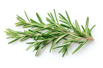 Fototapeta premium A sprig of fresh rosemary with needle like leaves on a white background in a close up still life shot