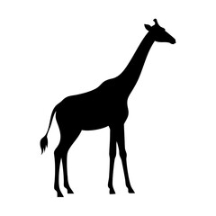 giraffe isolated on white