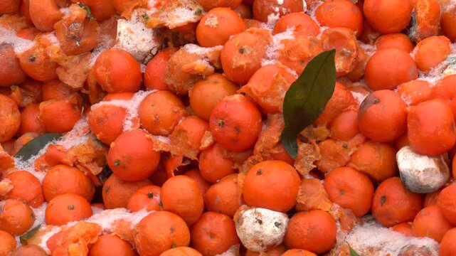 Rotten mandarin oranges on the landfill. Spoilt citrus products. Pile of garbage. Lots of yellow, spoiled oranges in the open air. Summer and seasonal spoiled fruits that should not be consumed
