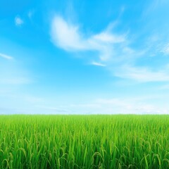 Obraz premium Lush green rice paddy field under a vibrant blue sky