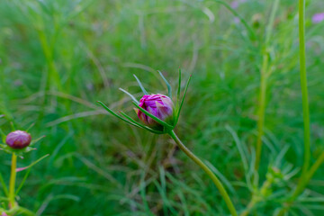 つぼみ膨らむ秋のコスモス