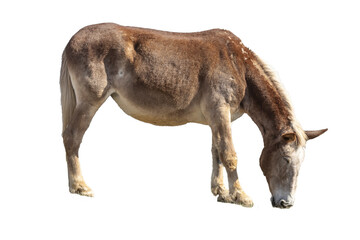 Draft molly mule grazing.