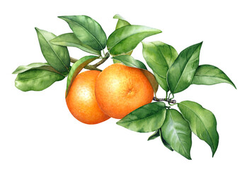 Watercolor botanical realistic illustration of the orange tree branch with orange fruits and green leaves