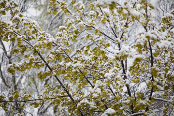 Winter snow blankets green tree branches in a serene landscape