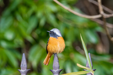 ジョウビタキの雄が柵にとまる