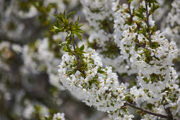 White cherry blossom flowers blooming on tree branches in spring season