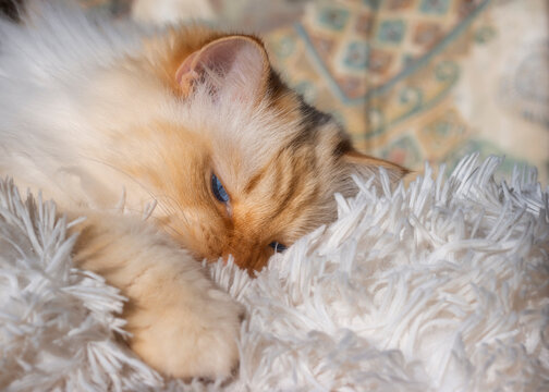 Birman cat lying on a fluffy blanket and catching something with his paw