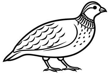 Quail Silhouette Line Art