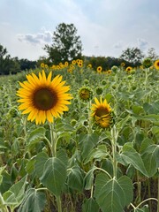 field of sunflowers