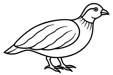 Quail Silhouette Line Art