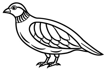 Fototapeta premium Quail Silhouette Line Art