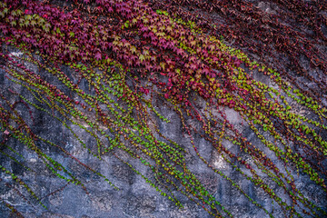 Pared oscura llena de hojas de hiedra 