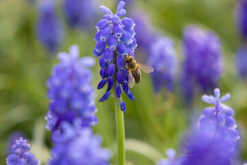 Honey bee on blue muscari flowers in springtime.