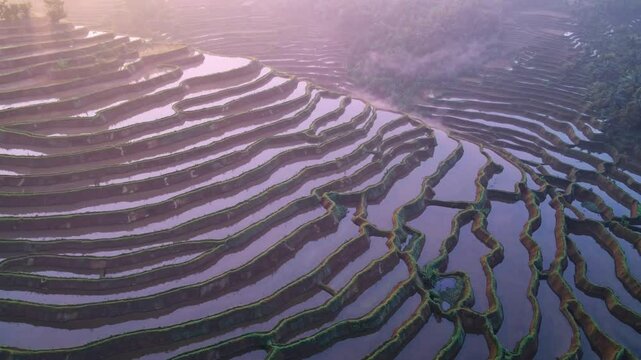 Serene terraced rice fields in tranquil landscape, peaceful agricultural scenery with natural harmony