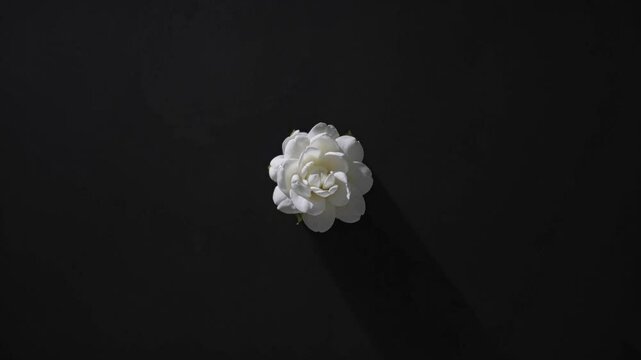 Time-lapse of blooming lily flower, elegant natural unfolding