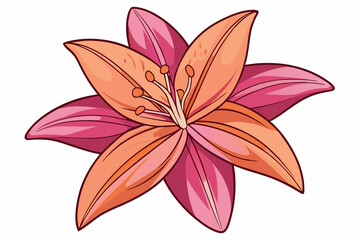 pink lily isolated on white background