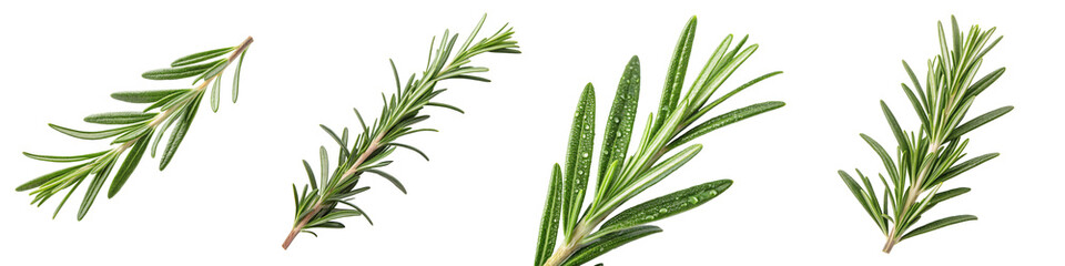 Obraz premium Fresh Rosemary Sprigs PNG Isolated Transparent Background