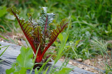 Acelgas de tallo rojo en la huerta