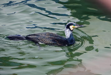 Cormoran en el rio Guadiana