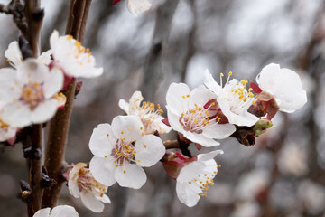 Spring Blossom. Cherry and Cherry Blossom Branches in Full Bloom