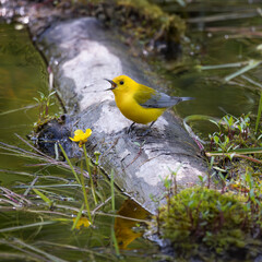 Prothonotary warbler Protonotaria citrea singing while standing on a fallen half submerged log in a marsh in early spring