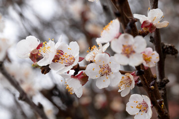 Gentle Cherry Blossom: Close-up of a Blooming Branch