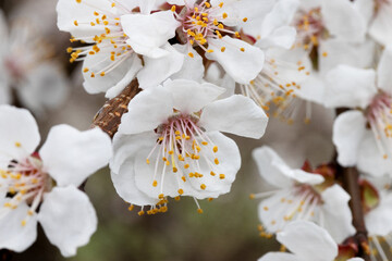 Gentle Cherry Blossom: Close-up of a Blooming Branch.