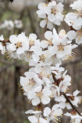 Spring Charm. Macro Shot of Cherry Blossoms