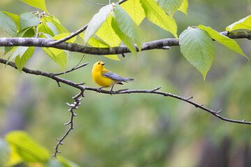 Prothonotary warbler Protonotaria citrea perched in a tree in early spring
