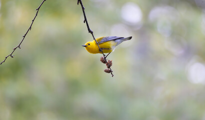 Prothonotary warbler Protonotaria citrea clinging to a branch in early spring