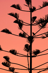Silueta de un árbol al atardecer
