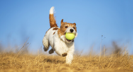 Happy hyperactive dog runs and brings back her tennis toy ball in the grass. Pet banner, background.
