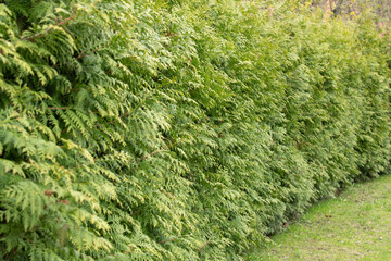 Lush green hedges create a natural barrier along a tranquil pathway in a garden. The vibrant foliage reflects soft daylight, enhancing the peaceful atmosphere of the setting