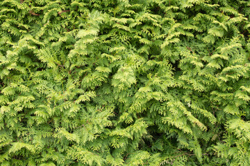 Dense, vibrant greenery fills the garden, showcasing a variety of leaves and textures under the bright sunlight. This thriving plant life adds beauty to the outdoor space