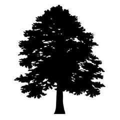 Fototapeta premium redwood tree silhouettes - black redwood tree, isolated transparent background