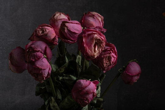 Bouquet of wilted pink roses on dark background. Still life.