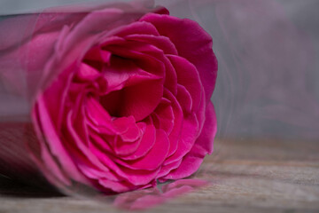 Pink rose on a wooden background. Shallow depth of field.